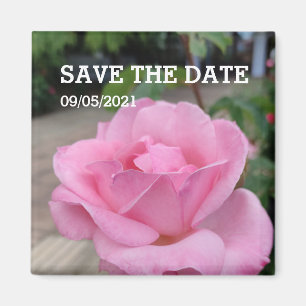 Rosa Rosa-Blume-Magnet Magnet