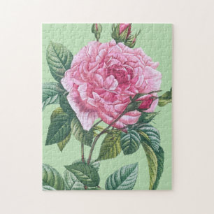 Rosa rosa Blüten mit grünen Blättern
