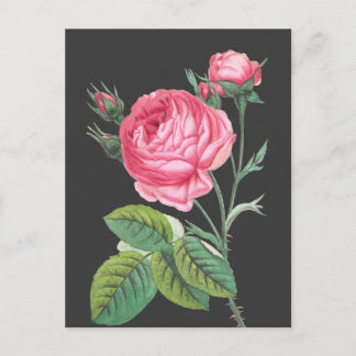 Rosa Rosa Blütenzeit Postkarte