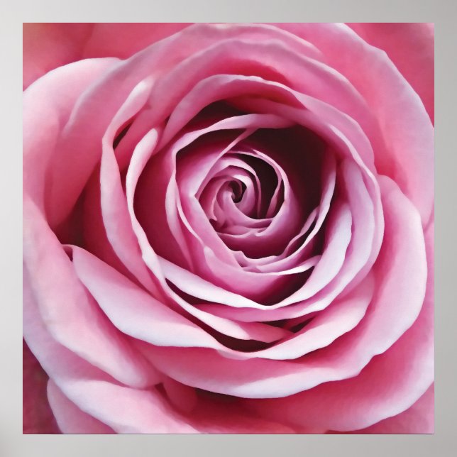 Rosa Rosa Detail, Naturgarten Blume Poster (Vorne)