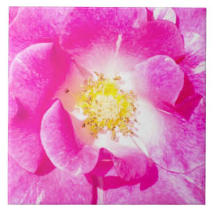 Rosa Rosa Fliese