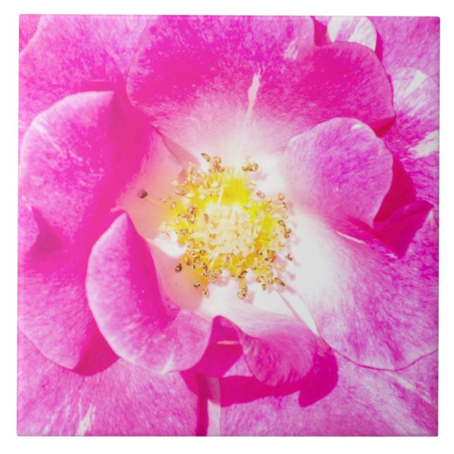 Rosa Rosa Fliese (Vorderseite)