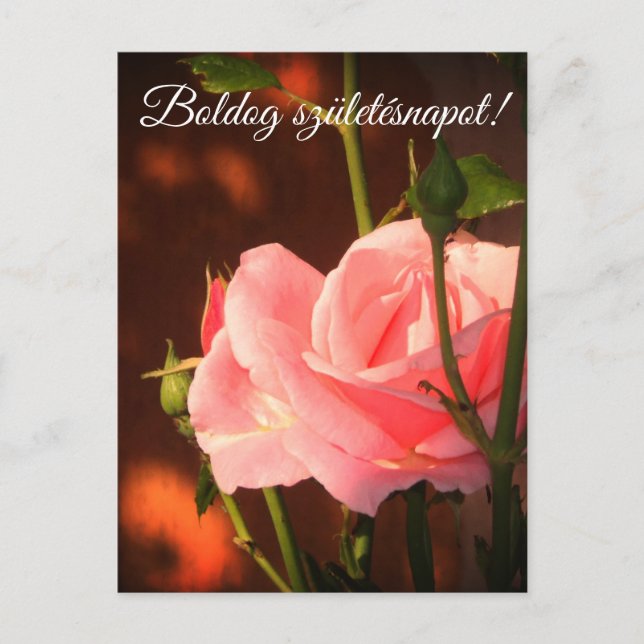 Rosa Rosa Foto - Ungarischer Geburtstag Postkarte (Vorderseite)