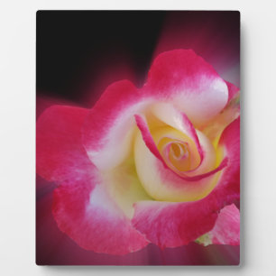 Rosa-Rosa Fotoplatte