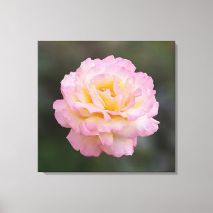 Rosa Rosa Leinwanddruck