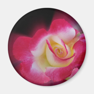Rosa-Rosa Magnet