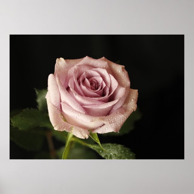 Rosa Rosa Poster (Vorne)