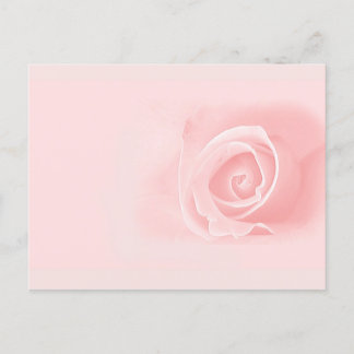 Rosa Rosa Postkarte