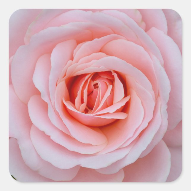 Rosa Rosa Quadratischer Aufkleber (Vorderseite)