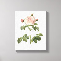 Rosa-Rosa (Rosa alba regalis) von Redouté