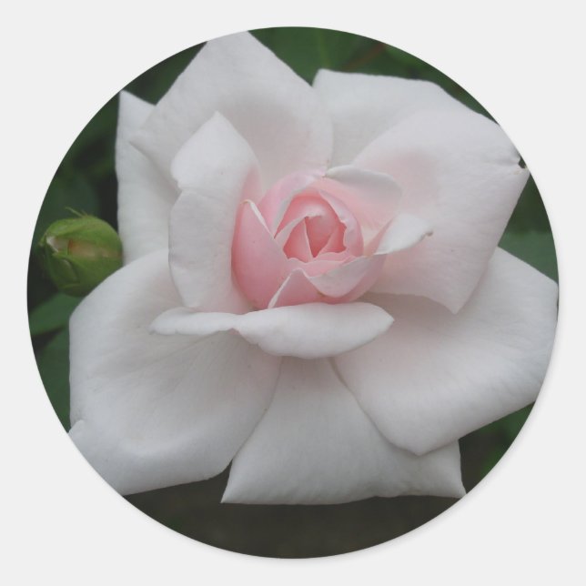Rosa Rosa Runder Aufkleber (Vorderseite)