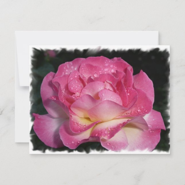 Rosa Rose (Vorderseite)