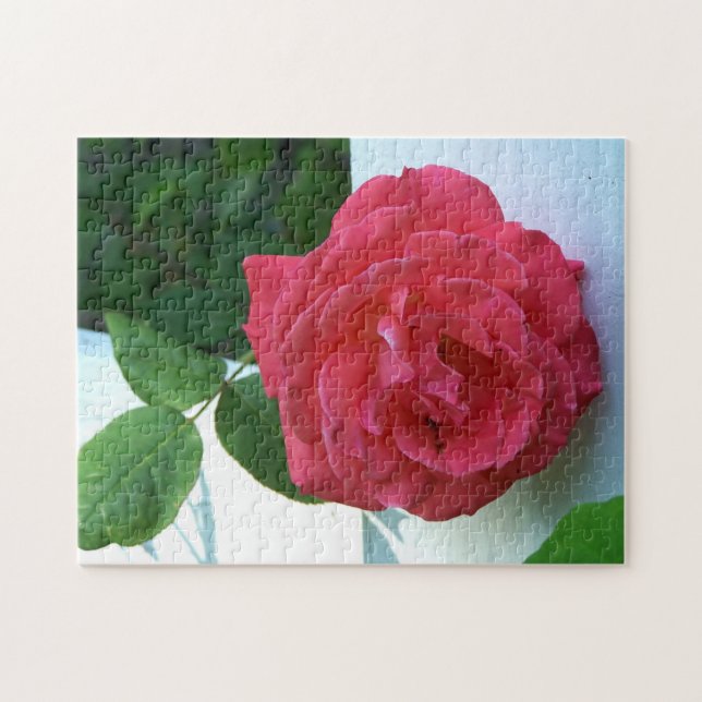 Rosa Rose (Horizontal)