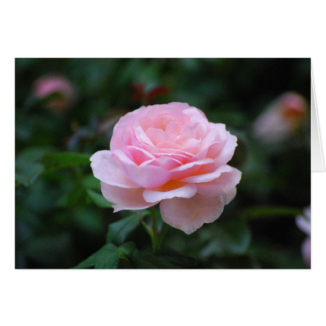 Rosa Rose (Vorderseite (Horizontal))