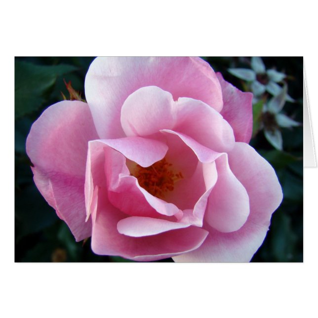 Rosa Rose (Vorderseite (Horizontal))