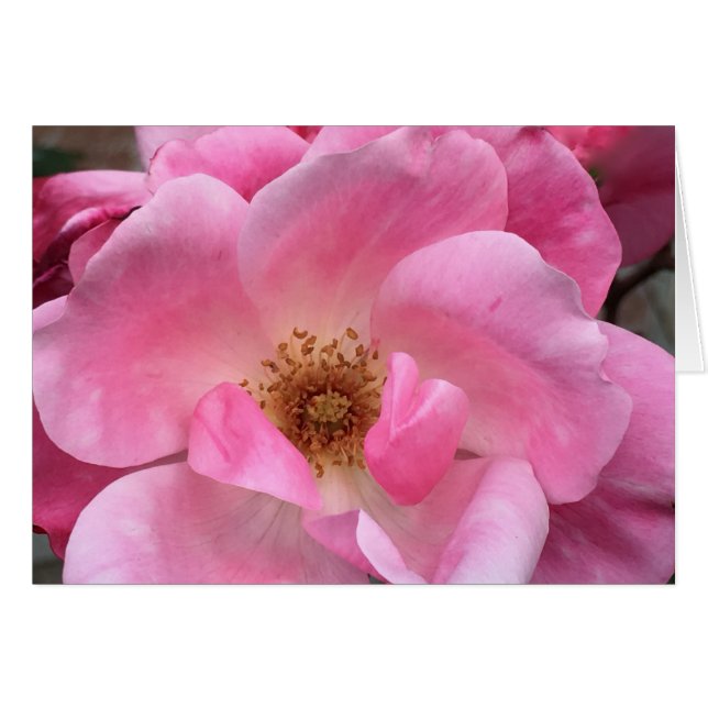 Rosa Rose (Vorderseite (Horizontal))