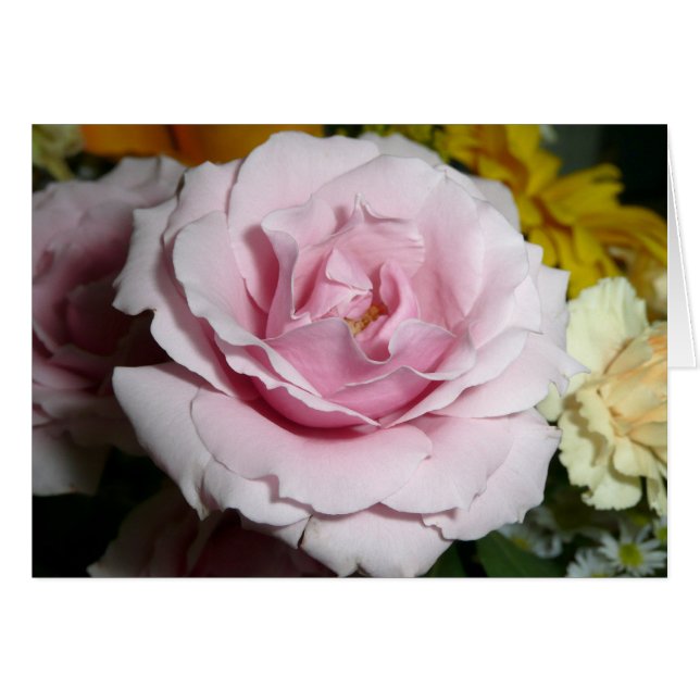 Rosa Rose (Vorderseite (Horizontal))