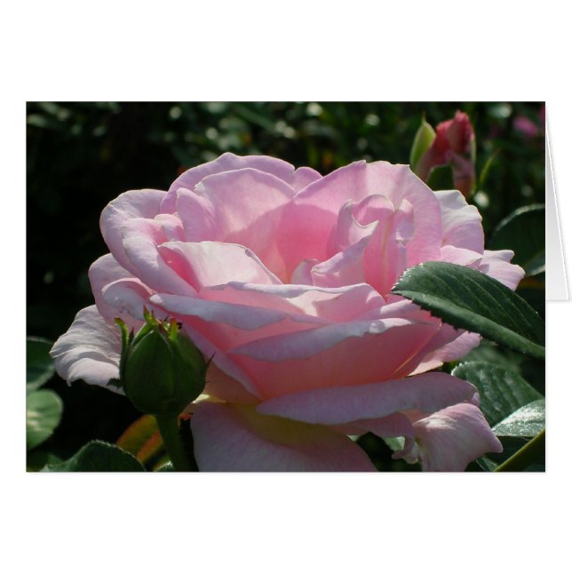 Rosa Rose (Vorderseite (Horizontal))