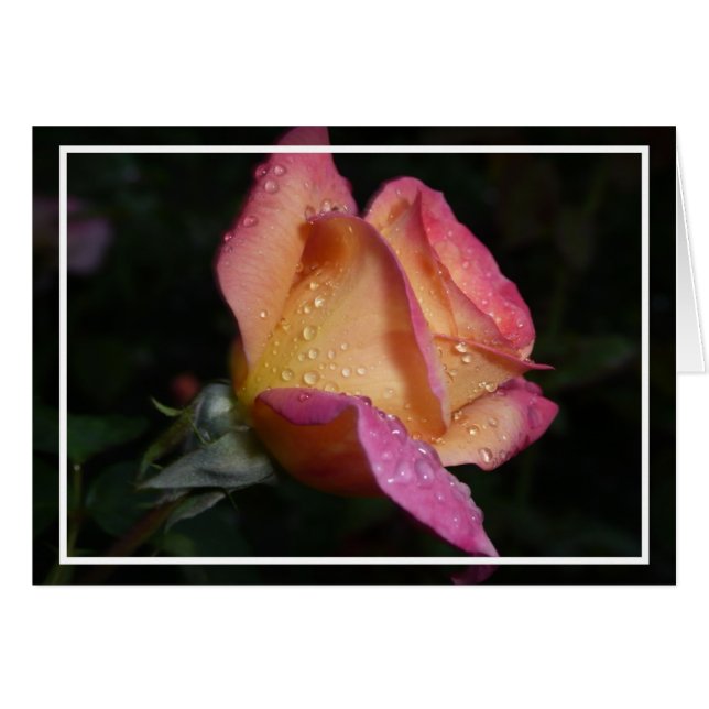 Rosa Rose (Vorderseite (Horizontal))