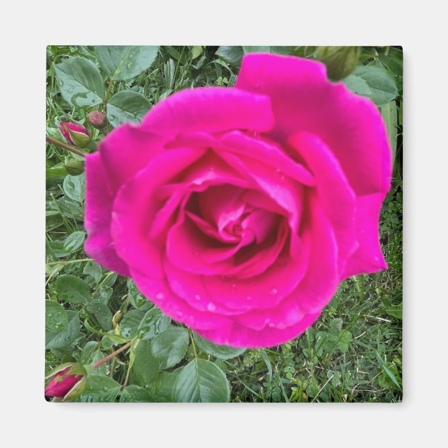 Rosa Rose #3,2 Zoll Square Magnet (Vorne)