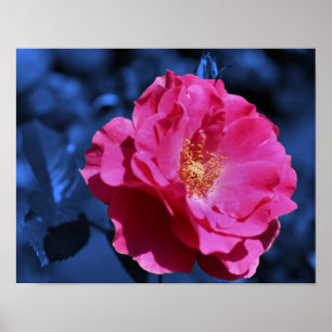 Rosa Rose Abstrakt Blue Tint Blume Poster