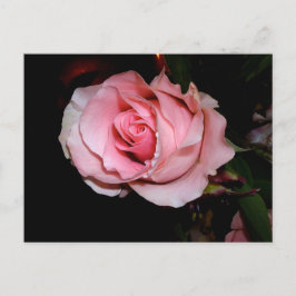 Rosa Rose Ankündigungspostkarte