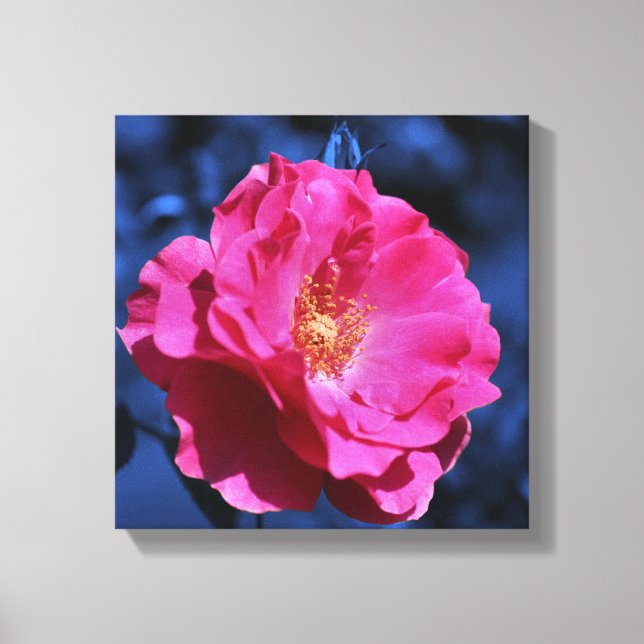 Rosa Rose auf der blauen Farbtönung Blume Leinwanddruck (Vorderseite)