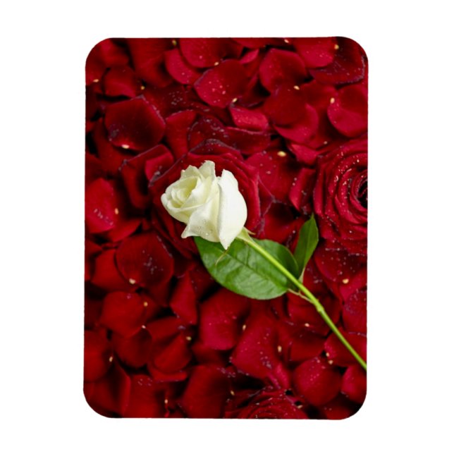 Rosa Rose auf roten Petalen Magnet (Vertikal)