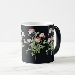 Rosa Rose Blossom Garden Beauty Verwandlungstasse