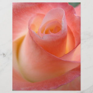 Rosa Rose Blume Flyer Papier Thema Rose