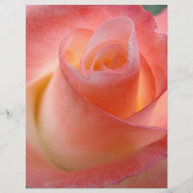 Rosa Rose Blume Flyer Papier Thema Rose (Vorne)