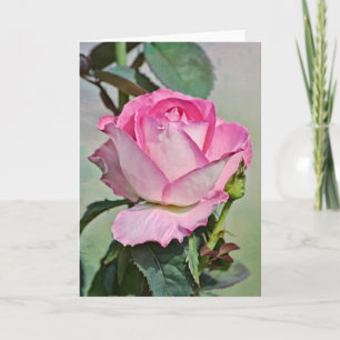 Rosa Rose Budding Out Art Note Card Karte