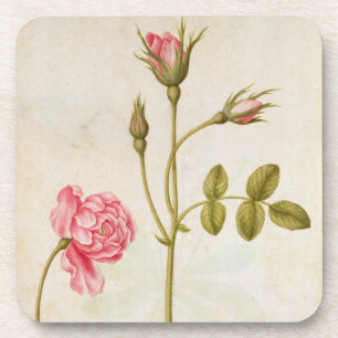 Rosa Rose, c.1568 Getränkeuntersetzer