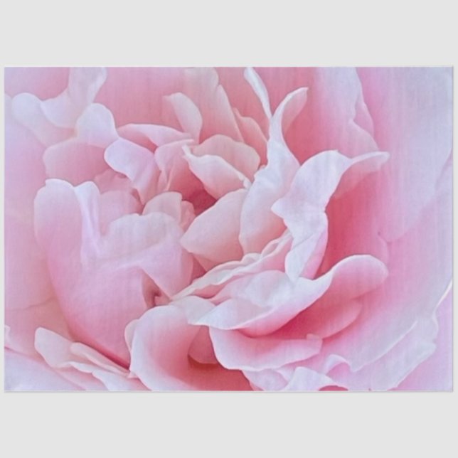 Rosa Rose Dekoupage Tissue Paper Seidenpapier (Vorderseite)
