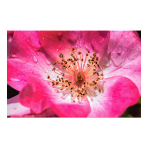 Rosa Rose Fotodruck