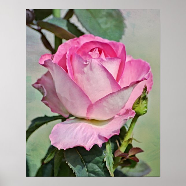 Rosa-Rose-Fotografien drucken Poster (Vorne)