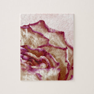 Rosa Rose getrocknet