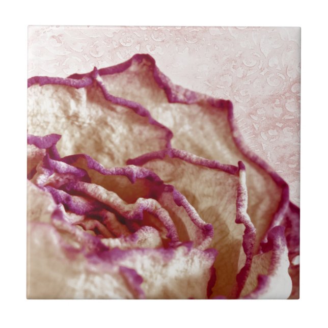Rosa Rose getrocknet Fliese (Vorderseite)
