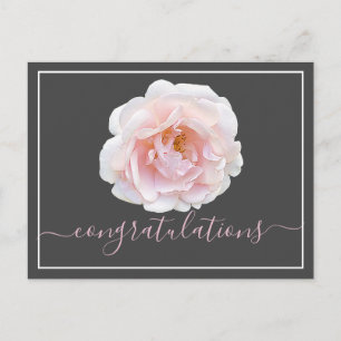 Rosa Rose Grau Hintergrund Gratulation Postkarte