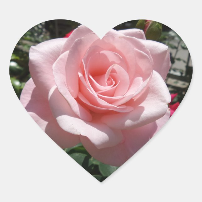 Rosa-Rose-Heftpflaster Herz-Aufkleber (Vorderseite)