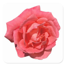 Rosa Rose im benutzerdefinierten Hintergrund