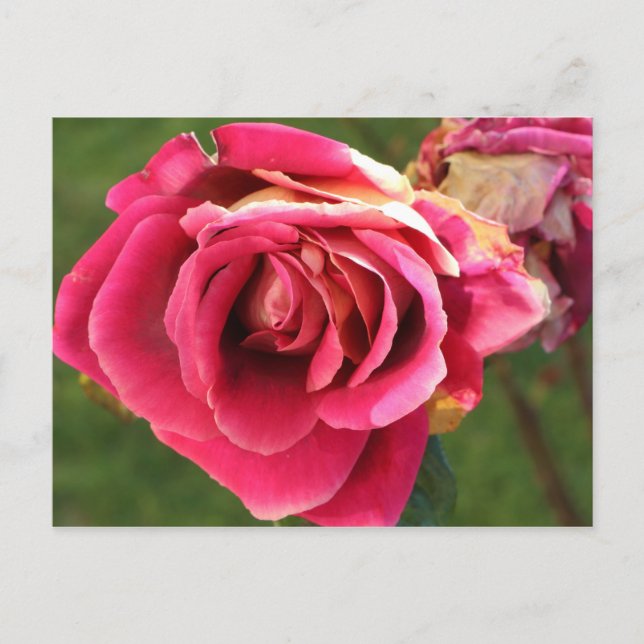 Rosa Rose im Garten Postkarte (Vorderseite)