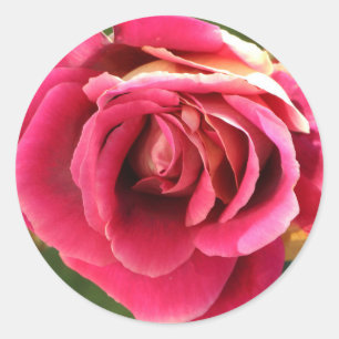 Rosa Rose im Garten Runder Aufkleber
