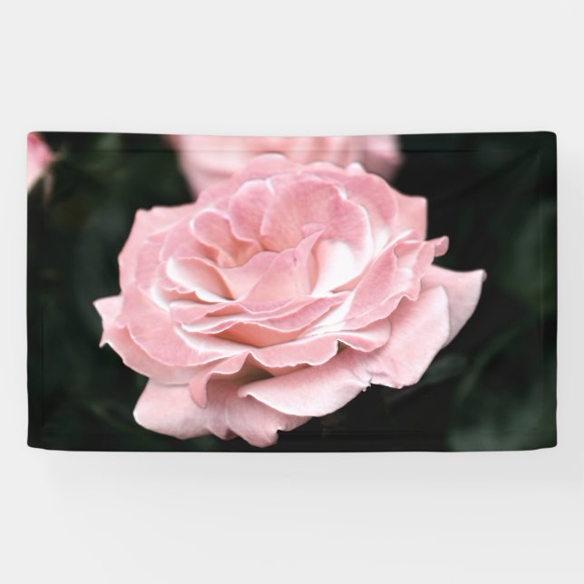Rosa Rose in Vollblut Banner (Horizontal)