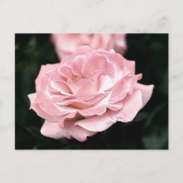 Rosa Rose in Vollblut Postkarte (Vorderseite)