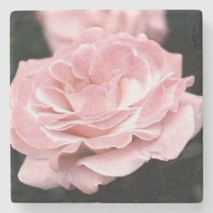 Rosa Rose in Vollblut Steinuntersetzer
