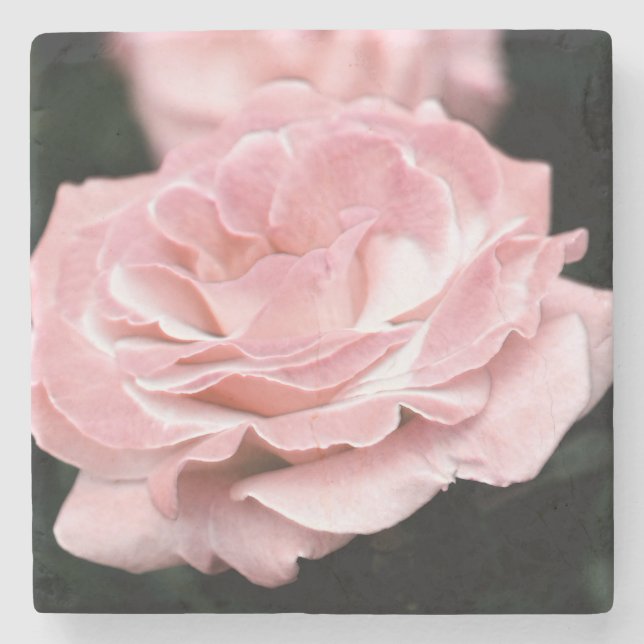 Rosa Rose in Vollblut Steinuntersetzer (Vorderseite)