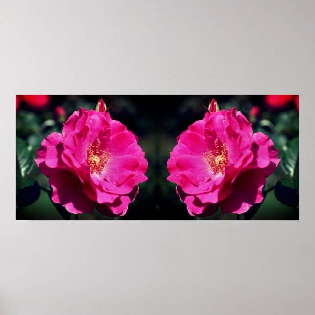Rosa Rose in voller Blüte Nah nach oben Poster (Vorne)