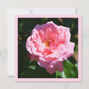 Rosa Rose Karte