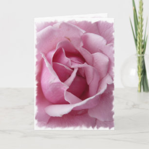 Rosa Rose Karte